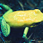 Black-legged dart frog