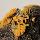 pretzel slime mold