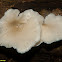 Fungi