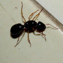 black ant