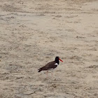 American Oystercatcher