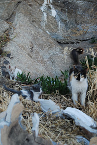 Mykonos Greece cat