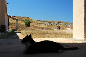Delos Mykonos Greece cat