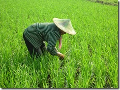 Petani 01