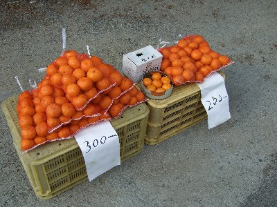 Mandarin Orange @ Saga