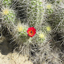 Claret Cup Cactus