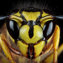 Yellowjacket