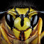 Yellowjacket