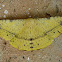 Dry Leaf Monkey Moth