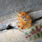 Caterpillar