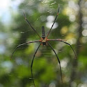 Spider