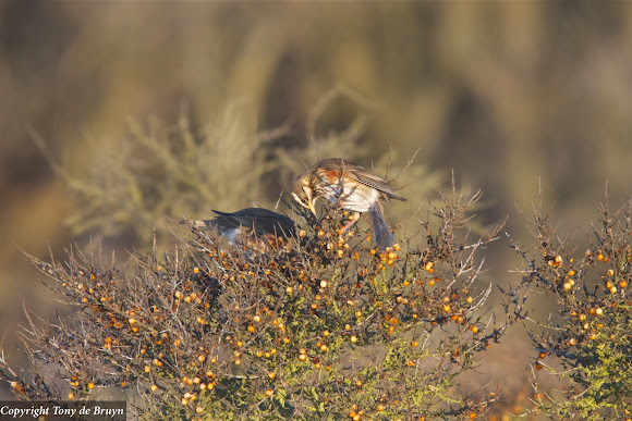 Spotting Image 1