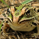 Northern Leopard Frog