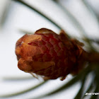 Spruce