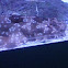Spotted Wobbegong