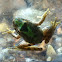 Cricket Frog
