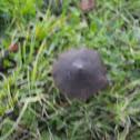 Little Brown Collybia