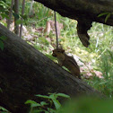 Eastern Chipmunk