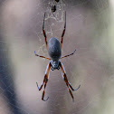 Golden Orb-Weaver Spider