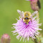 Bumble Bee