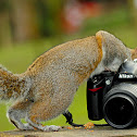 Grey Squirrel