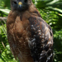 Red-shouldered Hawk
