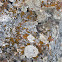 Lichen