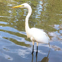 Great American Egret