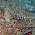 Whitepatch razorfish juvenile