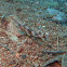 Whitepatch razorfish juvenile