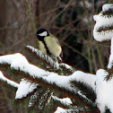 Great Tit