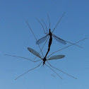 Crane Fly