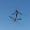 Crane Fly