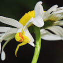 Goldenrod Crab Spider