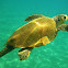 Loggerhead sea turtle