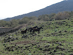 Cavalli in salita