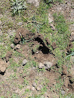 Tracce dei maiali