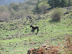 Cavalli al pascolo