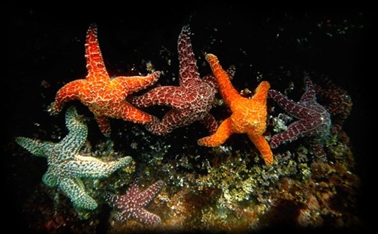 Sea_Stars_by_lobato