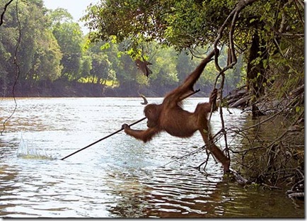 First Picture of Orangutan Hunting fish with Spear