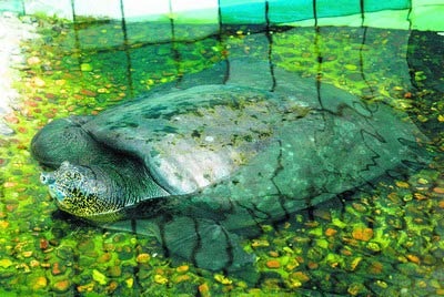 03/04/2011: Les sauveteurs ont enfin réussi à capturer la légendaire tortue d'Hanoï Changsha%20zoo%20female%20Yangtze%20giant%20soft-shell%20turtle%5B3%5D