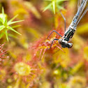 round-leaved sundew & damselfly