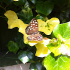 Speckled Wood