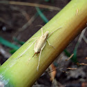 Katydid
