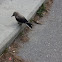 Clarks Nutcracker