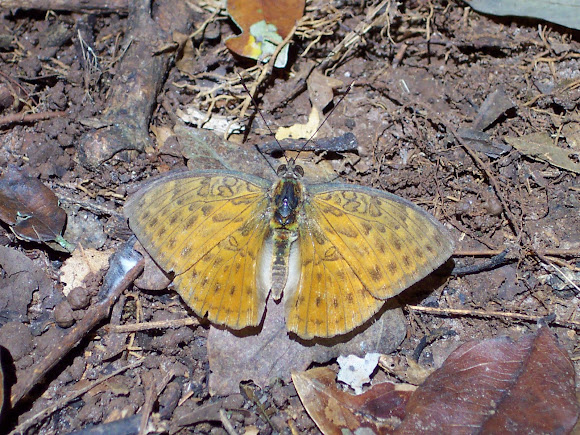 Spotting Image 1