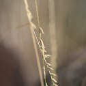 Sideoats Grama
