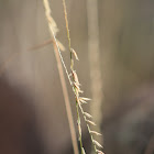 Sideoats Grama