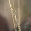 Sideoats Grama
