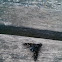 Tiger Bee fly